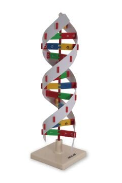 DNA MODELİ