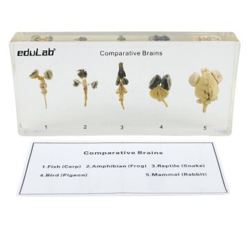 DEĞİŞİK CANLILARIN BEYİN MODELLERİ