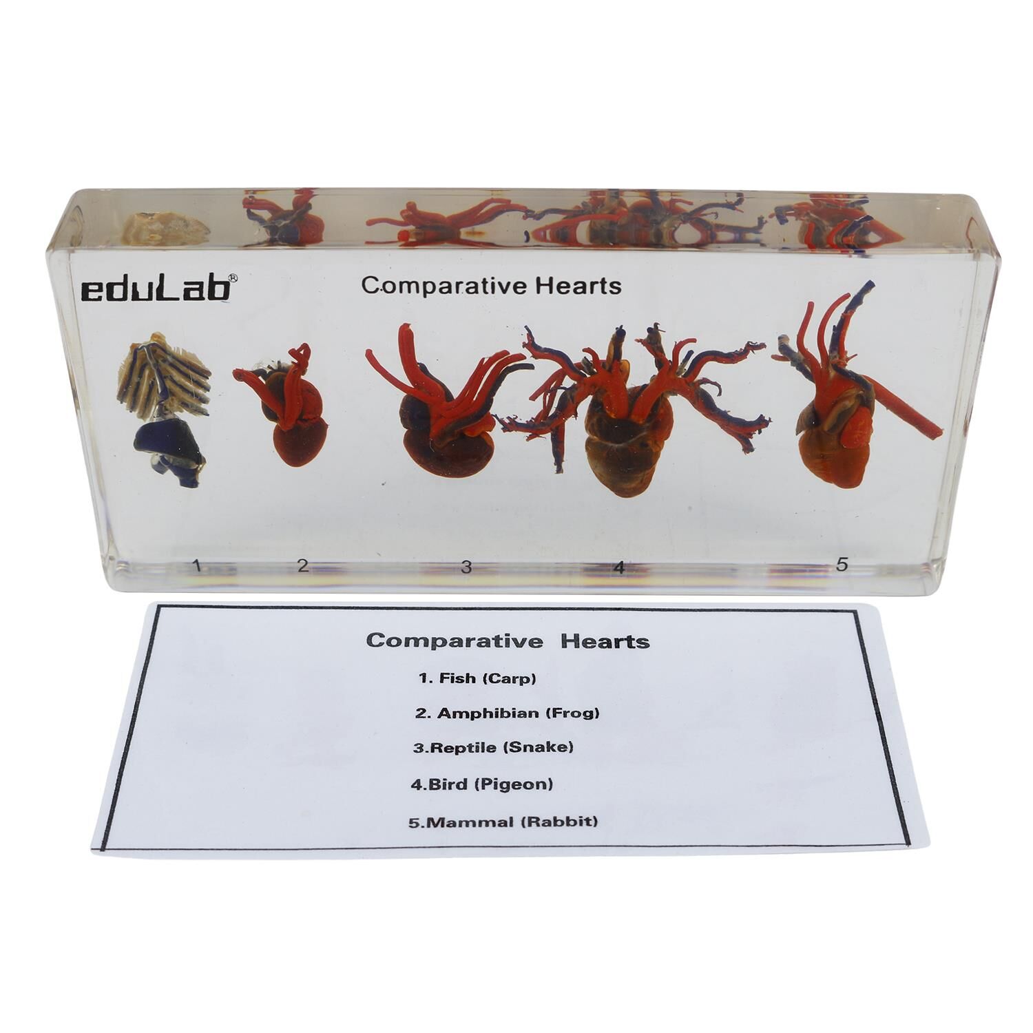 DEĞİŞİK CANLILARIN KALP MODELİ