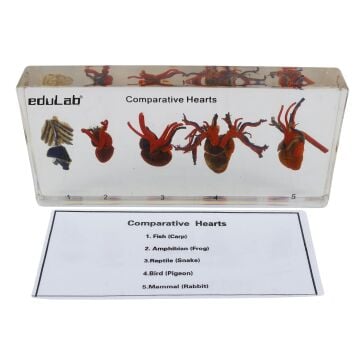 DEĞİŞİK CANLILARIN KALP MODELİ