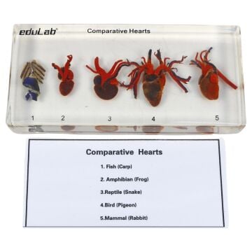 DEĞİŞİK CANLILARIN KALP MODELİ