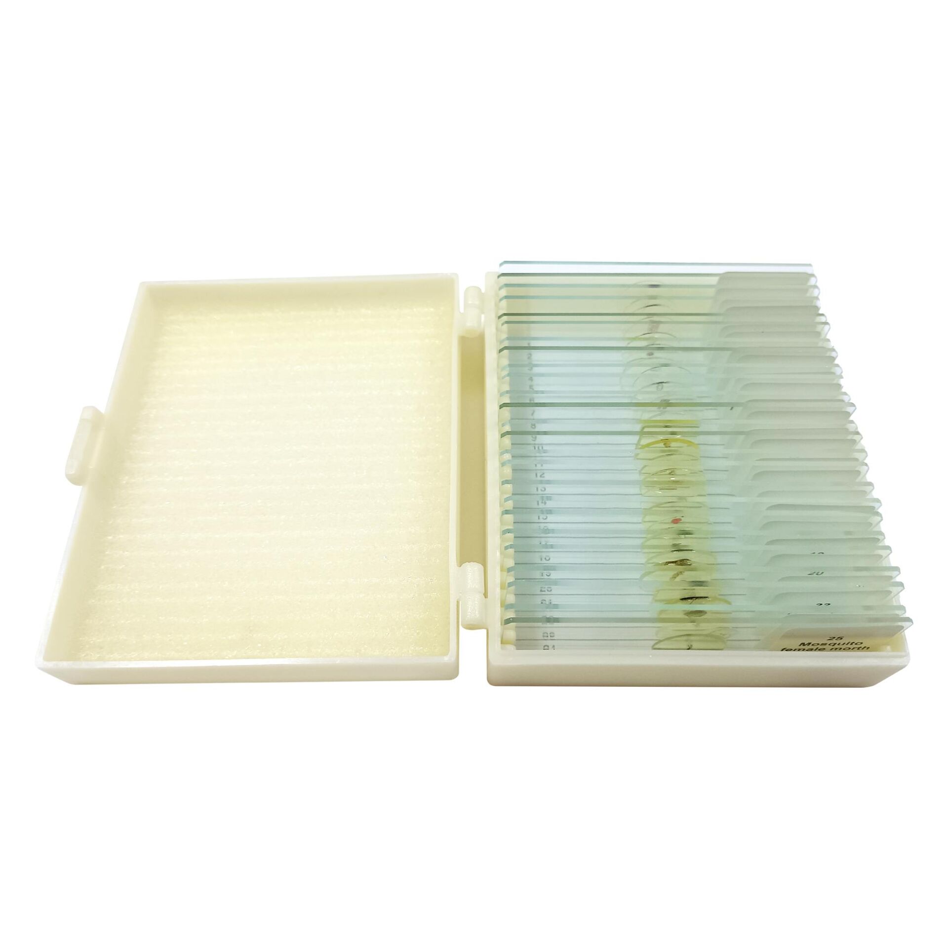 PREPARAT 25'LİK SETİ (HAYVAN ANATOMİSİ)