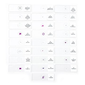 PREPARAT 25'LİK SETİ (İNSAN ANATOMİSİ)