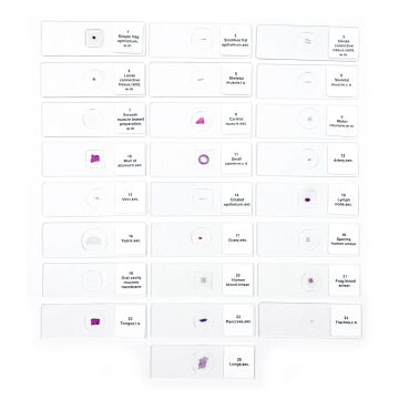 PREPARAT 25'LİK SETİ (İNSAN ANATOMİSİ)