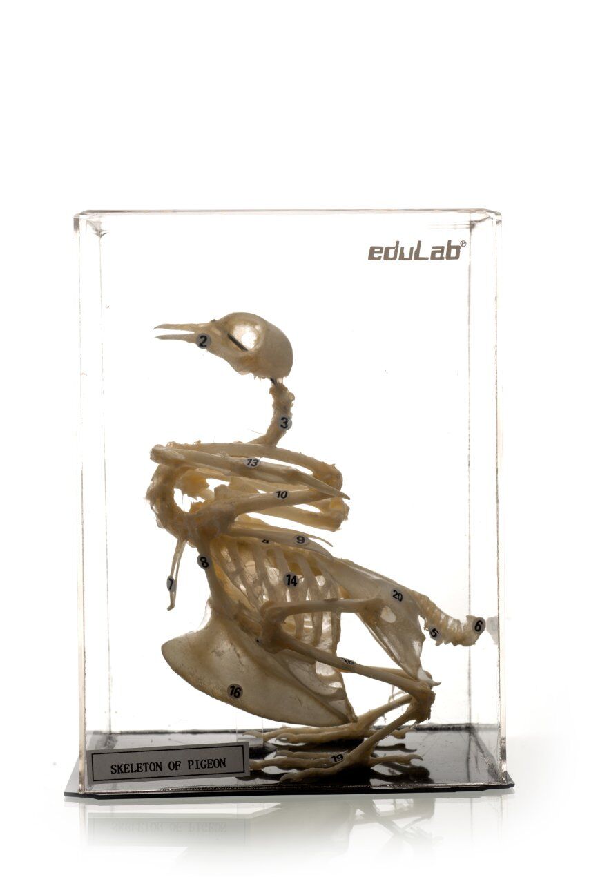 GÜVERCİN İSKELETİ