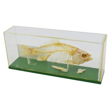 KILÇIKLI BALIK İSKELETİ