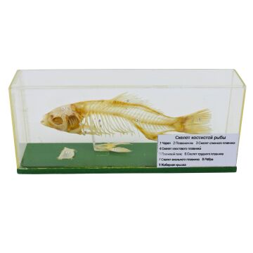 KILÇIKLI BALIK İSKELETİ