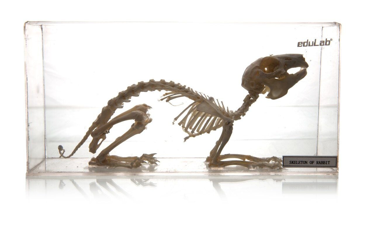 TAVŞAN İSKELETİ