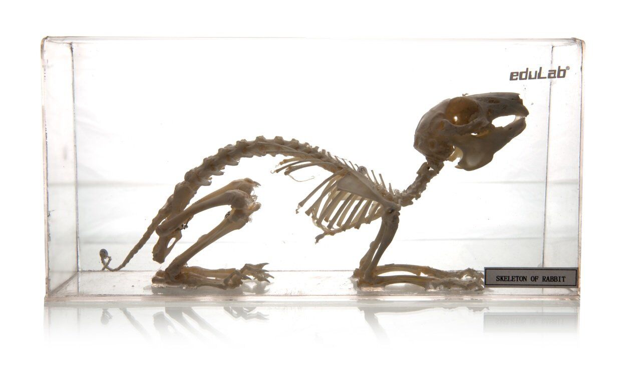TAVŞAN İSKELETİ