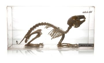 TAVŞAN İSKELETİ