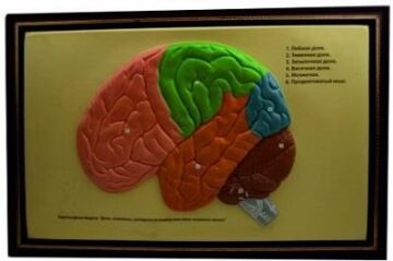 BEYNİN YAPISI LEVHASI