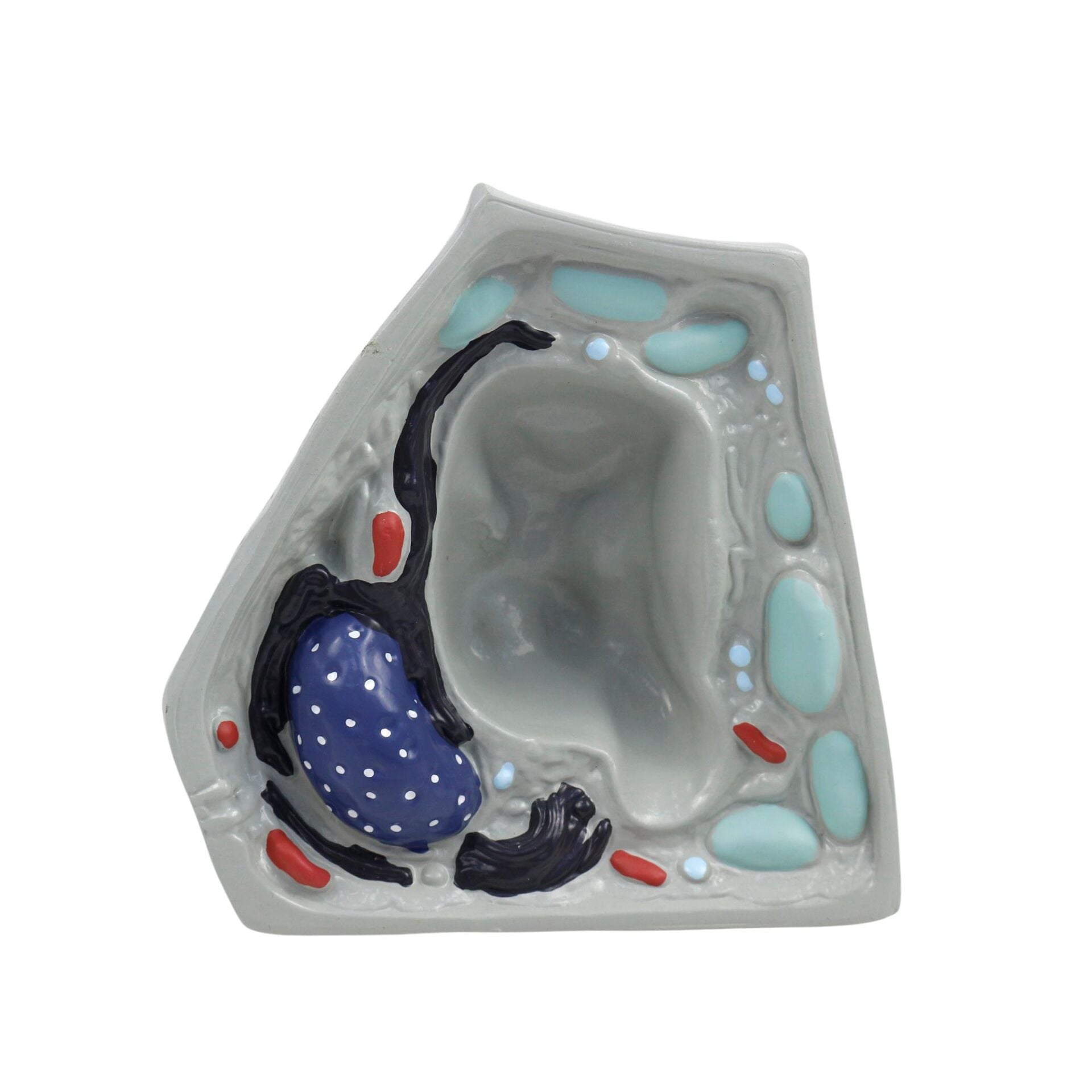 BİTKİ HÜCRESİ MODELİ (KÜÇÜK)