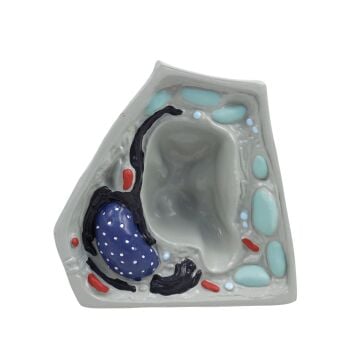 BİTKİ HÜCRESİ MODELİ (KÜÇÜK)