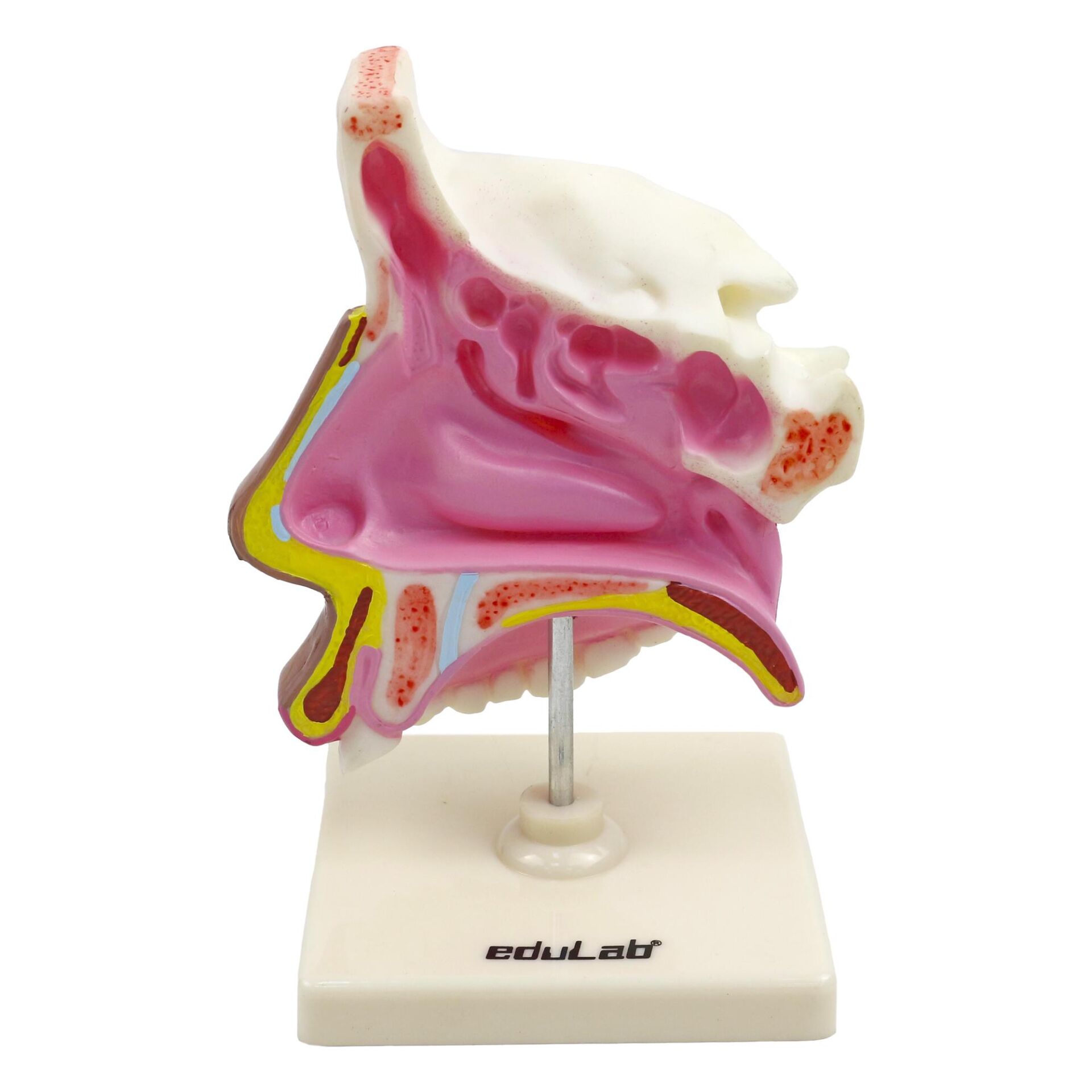 BURUN KESİTİ MODELİ