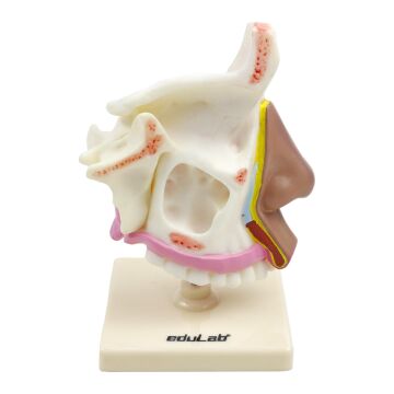 BURUN KESİTİ MODELİ