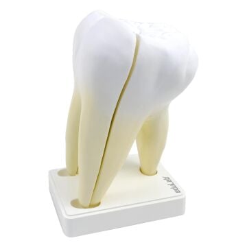 BÜYÜK AZI DİŞİ MODELİ