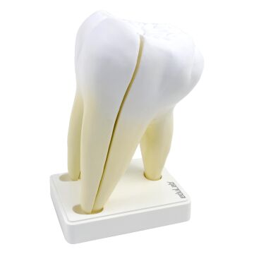 BÜYÜK AZI DİŞİ MODELİ