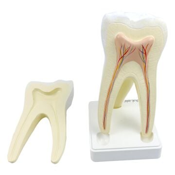 BÜYÜK AZI DİŞİ MODELİ