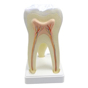 BÜYÜK AZI DİŞİ MODELİ