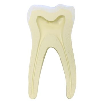 BÜYÜK AZI DİŞİ MODELİ