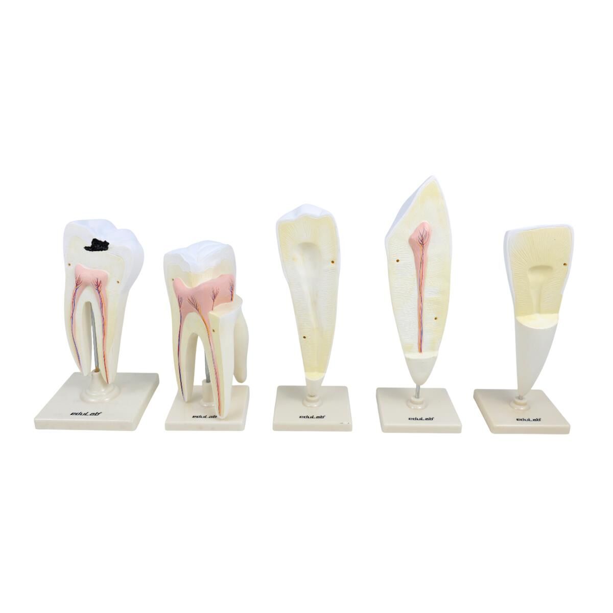 DİŞ MODELLERİ SETİ (5' Lİ SET )