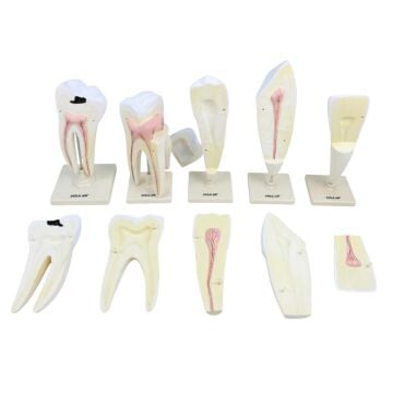 DİŞ MODELLERİ SETİ (5' Lİ SET )