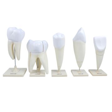 DİŞ MODELLERİ SETİ (5' Lİ SET )