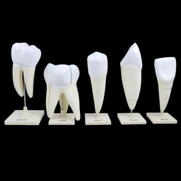 DİŞ MODELLERİ SETİ (5' Lİ SET )