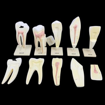 DİŞ MODELLERİ SETİ (5' Lİ SET )
