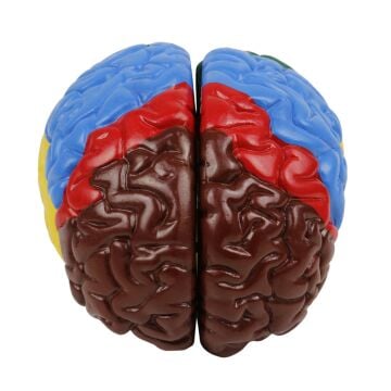 RENKLENDİRİLMİŞ ANATOMİK BEYİN MODELİ 4 PARÇA