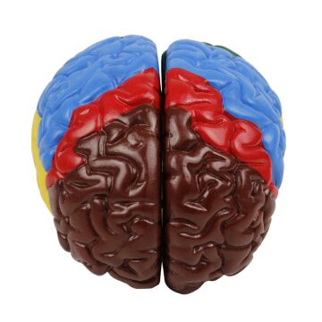 RENKLENDİRİLMİŞ ANATOMİK BEYİN MODELİ 4 PARÇA