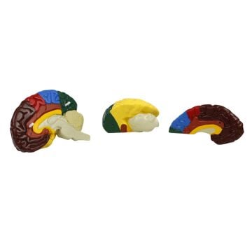 RENKLENDİRİLMİŞ ANATOMİK BEYİN MODELİ 4 PARÇA