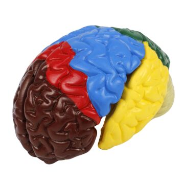 RENKLENDİRİLMİŞ ANATOMİK BEYİN MODELİ 4 PARÇA