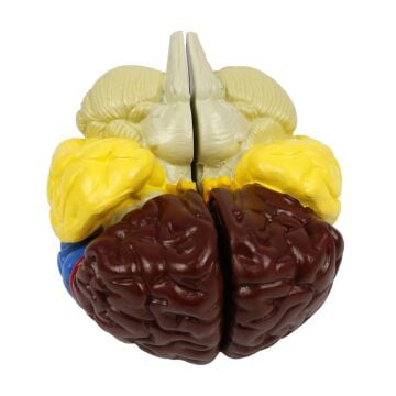 RENKLENDİRİLMİŞ ANATOMİK BEYİN MODELİ 4 PARÇA