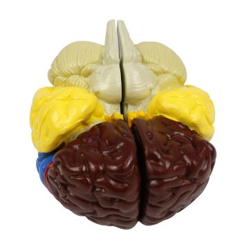 RENKLENDİRİLMİŞ ANATOMİK BEYİN MODELİ 4 PARÇA