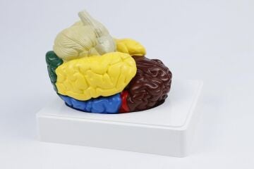 RENKLENDİRİLMİŞ ANATOMİK BEYİN MODELİ 4 PARÇA