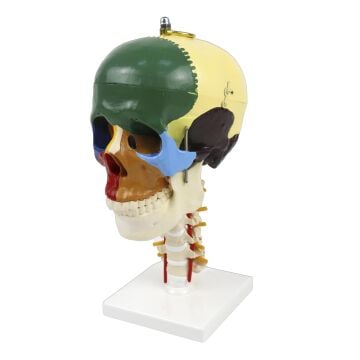 BOYUN OMURLARI ÜZERİNDE RENKLENDİRİLMİŞ ANATOMİK KAFATASI MODELİ 4 PARÇA