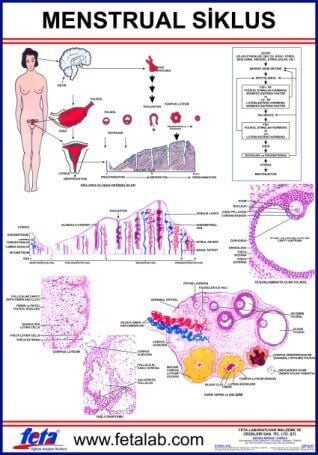 Menstrual Siklus Eğitim Plakası