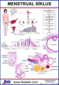 Menstrual Siklus Eğitim Plakası
