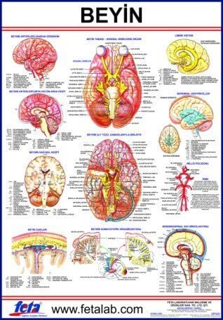 BEYİN LEVHASI 70x100 EBATLARINDADIR.