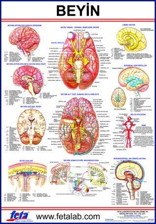 BEYİN LEVHASI 70x100 EBATLARINDADIR.