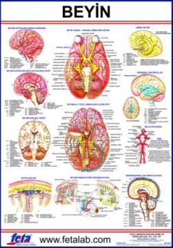 BEYİN LEVHASI 70x100 EBATLARINDADIR.