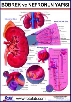 Nefronun Yapısını Gösteren Eğitim Plakası