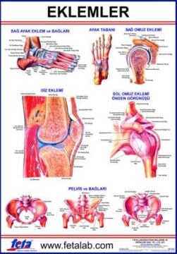 EKLEM LEVHASI 70x100 EBATLARINDADIR.
