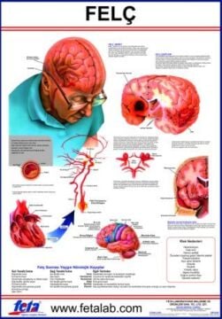 FELÇ LEVHASI 70x100 cm EBATLARINDA