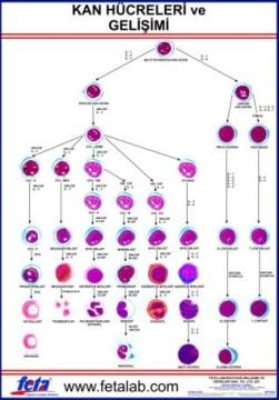 Kan Hücreleri Eğitim Plakası
