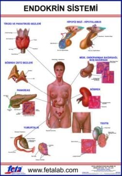 Endokrin Sistem Eğitim Plakası