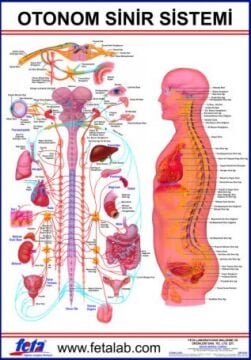 Otonom Sinirlerin İç Organlar Üzerine Etkilerini Gösteren Eğitim Plakası