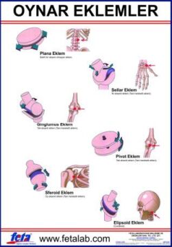 Oynar Eklem Hareketlerini Gösteren Eğitim Plakası