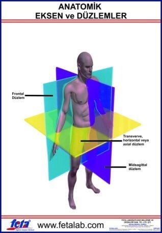 Anatomik Eksen Ve Düzlemleri Gösteren Eğitim Plakası